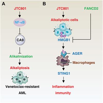 Mechanisms of alkaliptosis
